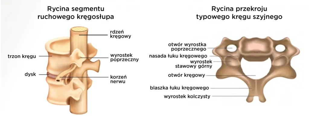 Rycina przedstawiająca budowę segmentu ruchowego kręgosłupa szyjnego oraz przekrój typowego kręgu szyjnego