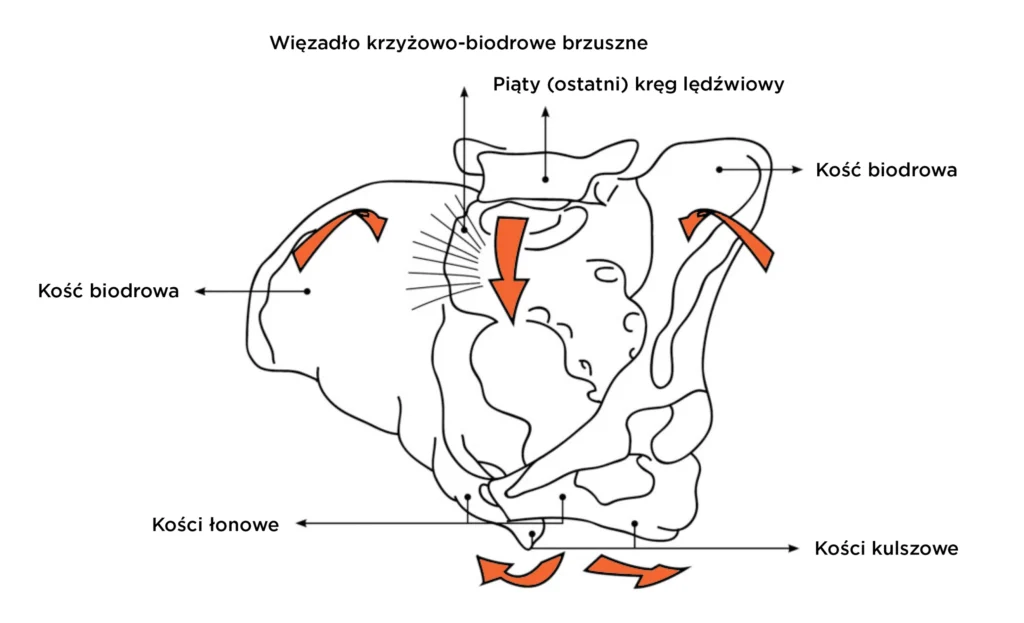 Schemat pokazujący ruch nutacji kości krzyżowej