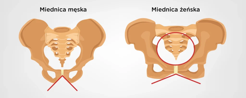 Rysunek pokazujący różnice między miednicą męską i żeńską